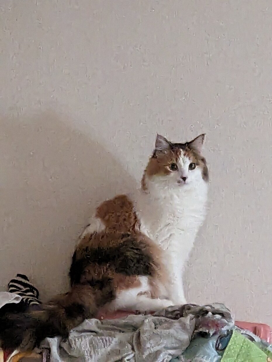 迷子の猫探し方教えます 現役猫探偵です。年間数百の猫探ししてます。 イメージ1