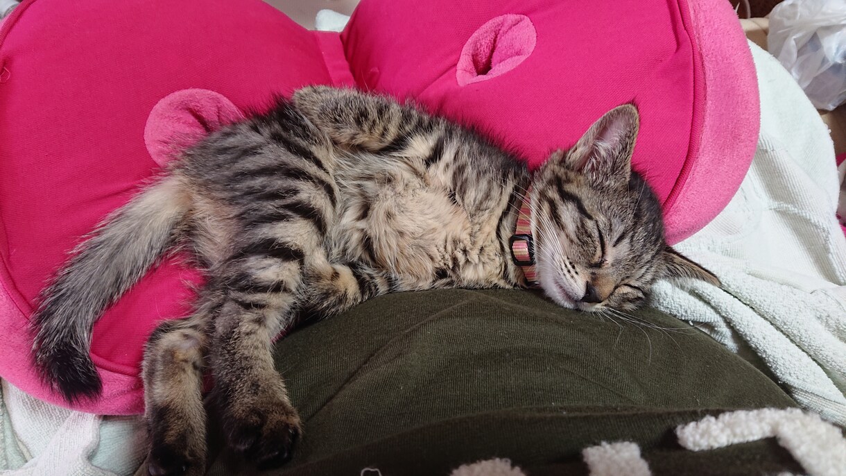 子猫、猫ちゃんのご相談承ります こちら子猫〜成猫迄の飼育経験あり。食べる物や躾など。 イメージ2