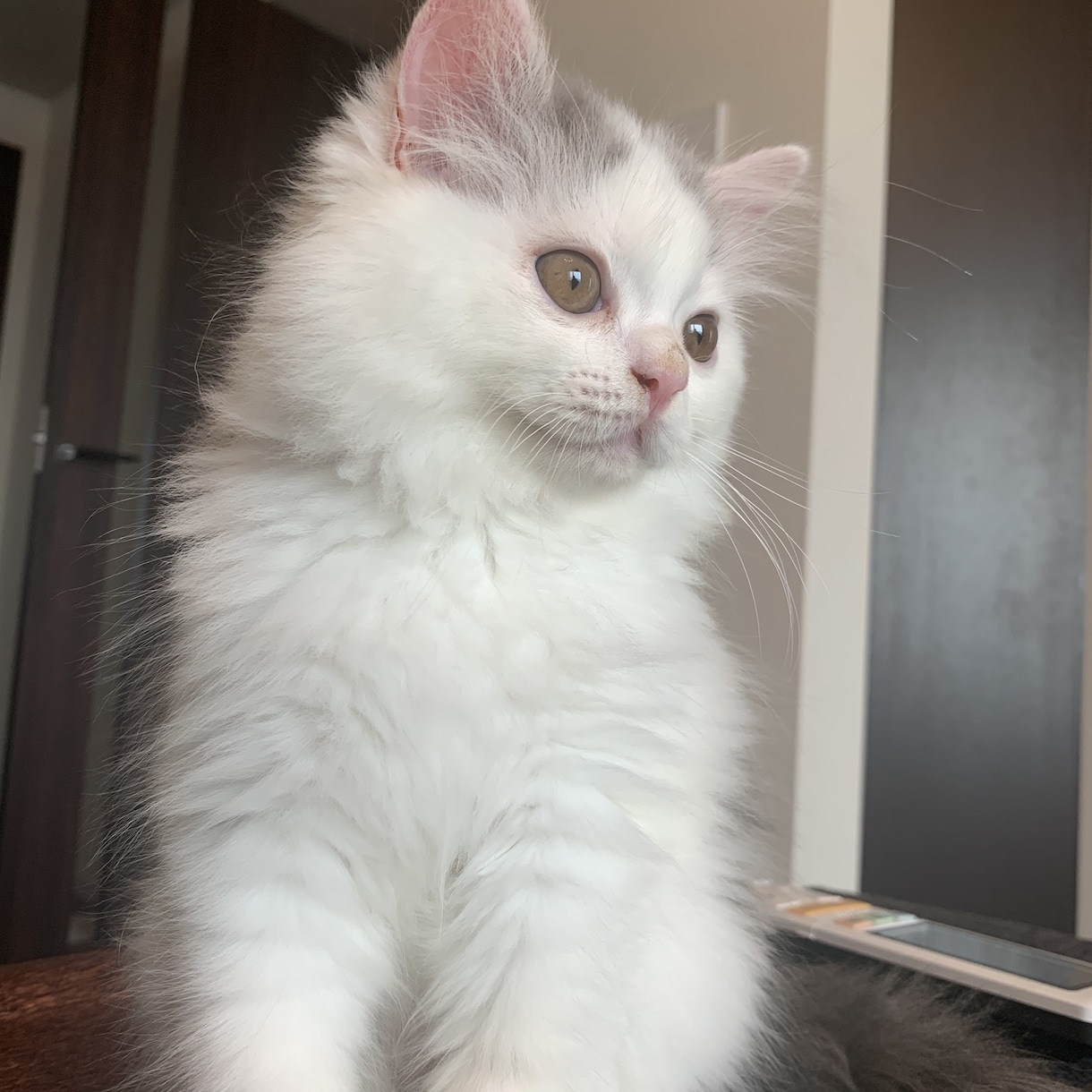 子猫(生後5ヶ月まで)の飼育質問にお答えします 「これって他の人はどうしてるんだろう、、？」の疑問に答えます イメージ2