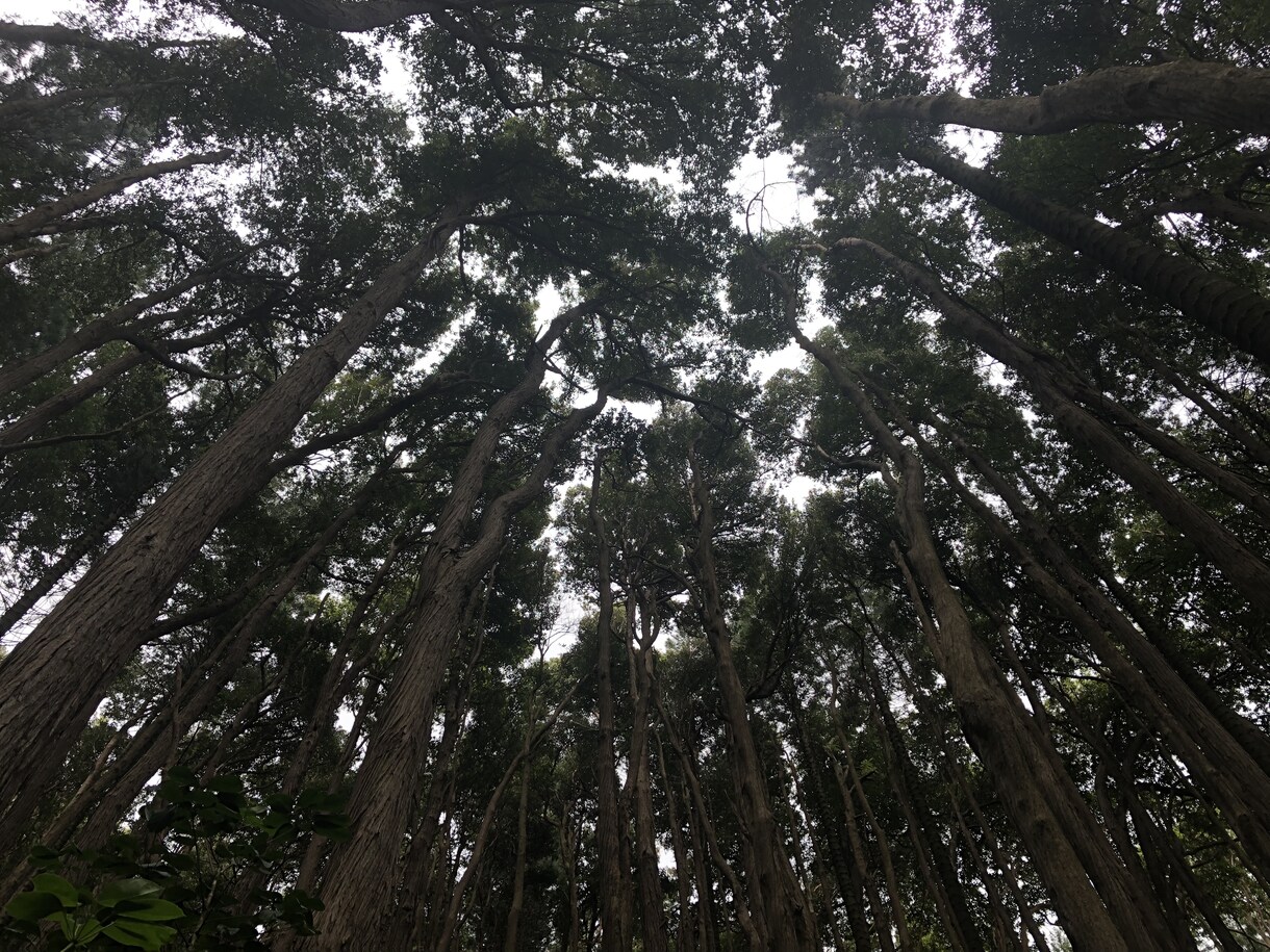 ハワイの風景撮影、家族写真サービスいたします ハワイが大好きなあなたに捧げる写真撮影サービス イメージ2