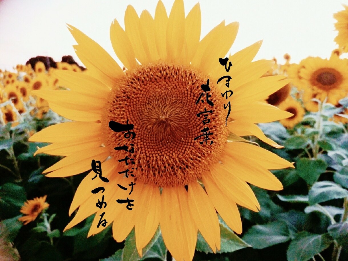 お好きな画像に文字を書きます オリジナル感のある写真が欲しい方 イメージ1