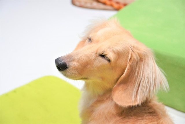 アニマルコミュニケーション♡動物さんとお話します ◆質問３つまで◆動物さんの声を聞いてみませんか？ イメージ3
