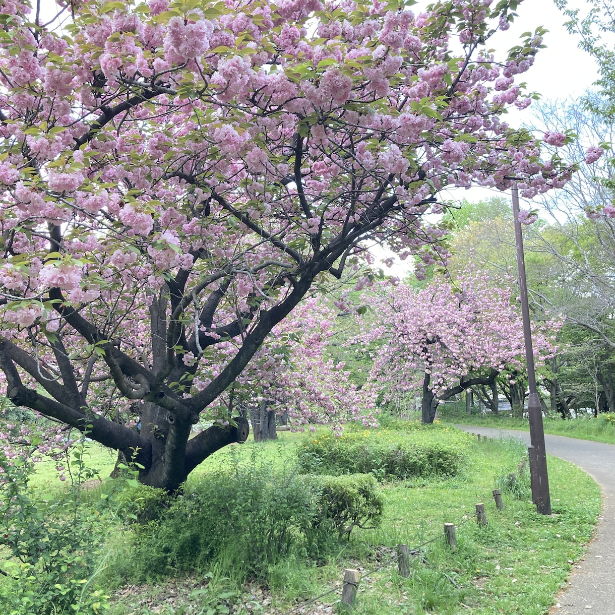 自然が好きな方々に空模様、植物の写真を提供します リラックスしたいときに見るキレイな景色の写真 イメージ5