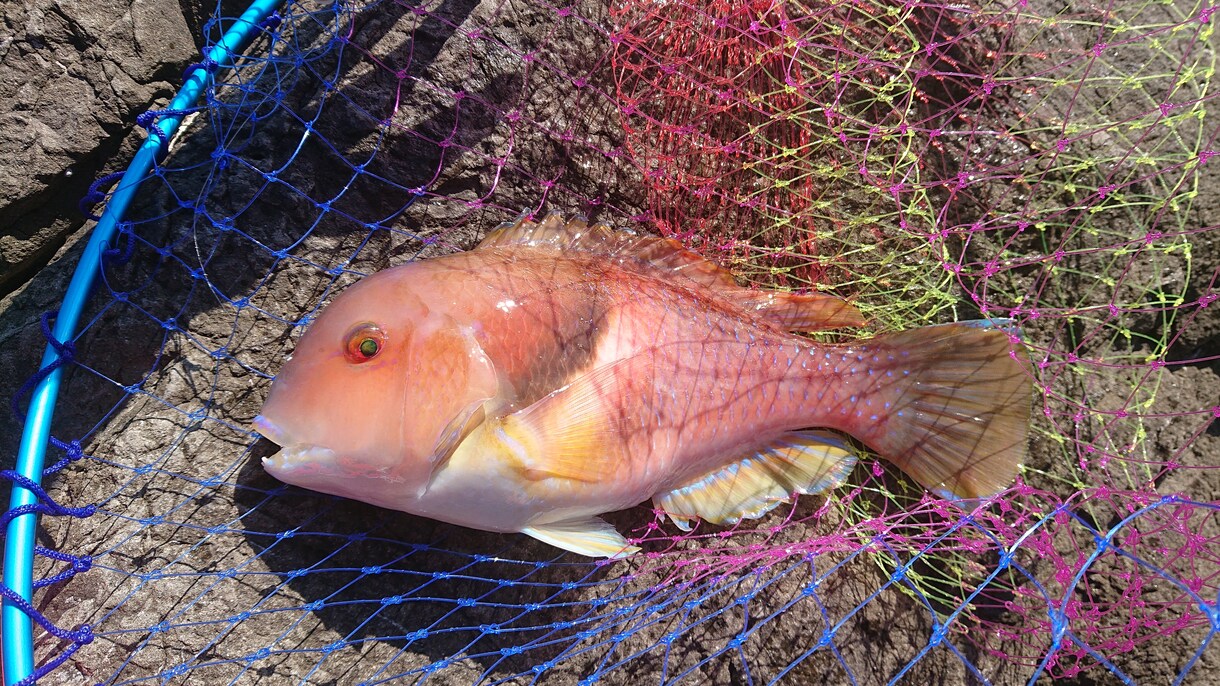 釣りの基本、考え方などを分かりやすくお教えします 【必見】これから釣りを始める方、初心者〜中級者の方に！ イメージ1