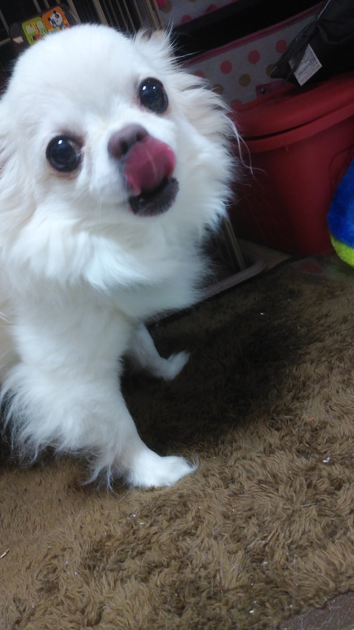 チワワやチンチラの話聞きます喋ります ★チワワやチンチラの可愛いお悩み・飼育相談も大歓迎です！ イメージ2