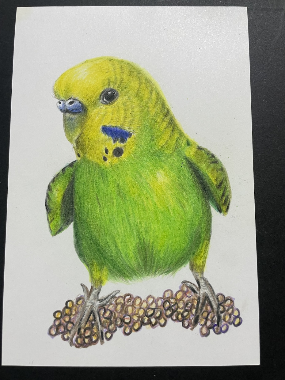 オーダーメイド色鉛筆画　世界に一つの原画になります 愛鳥や野鳥を色鉛筆でひと塗りひと塗りリアルに仕上げます。原画 イメージ2