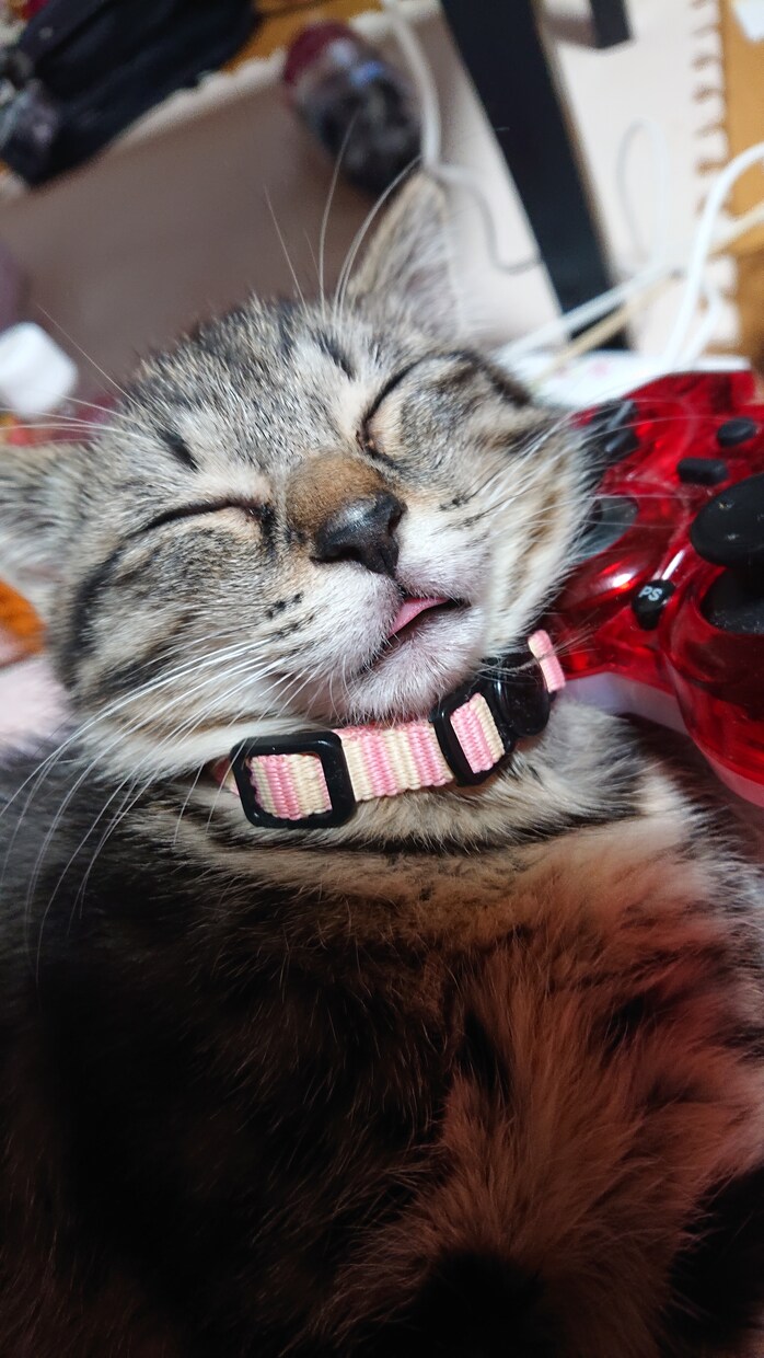 子猫、猫ちゃんのご相談承ります こちら子猫〜成猫迄の飼育経験あり。食べる物や躾など。 イメージ1