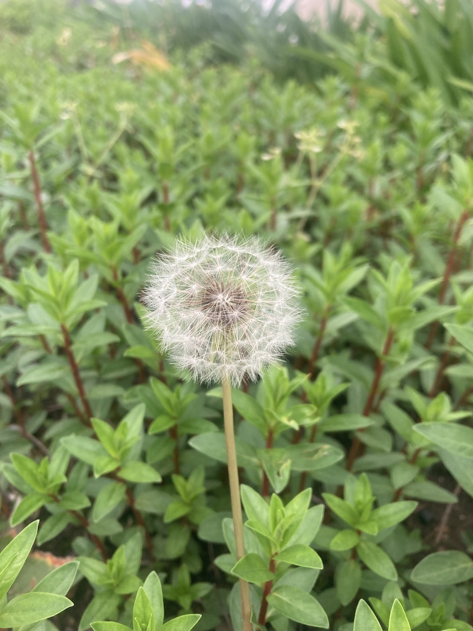 児童期の発達障害等に関する相談に心から寄り添います ASD/ADHD/特別支援学校/支援級/場面緘黙など イメージ6