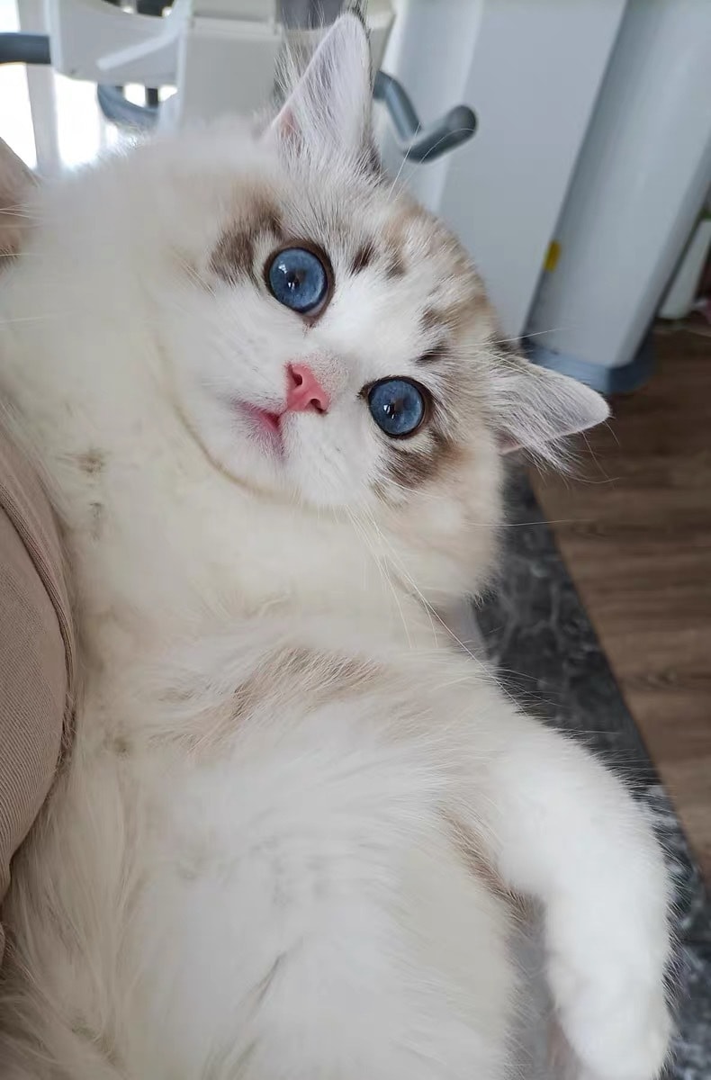 可愛いペットの写真を似顔絵に実写します 似顔絵/ペット/犬/猫/ギフト/グッズ/年賀状/イラスト イメージ2