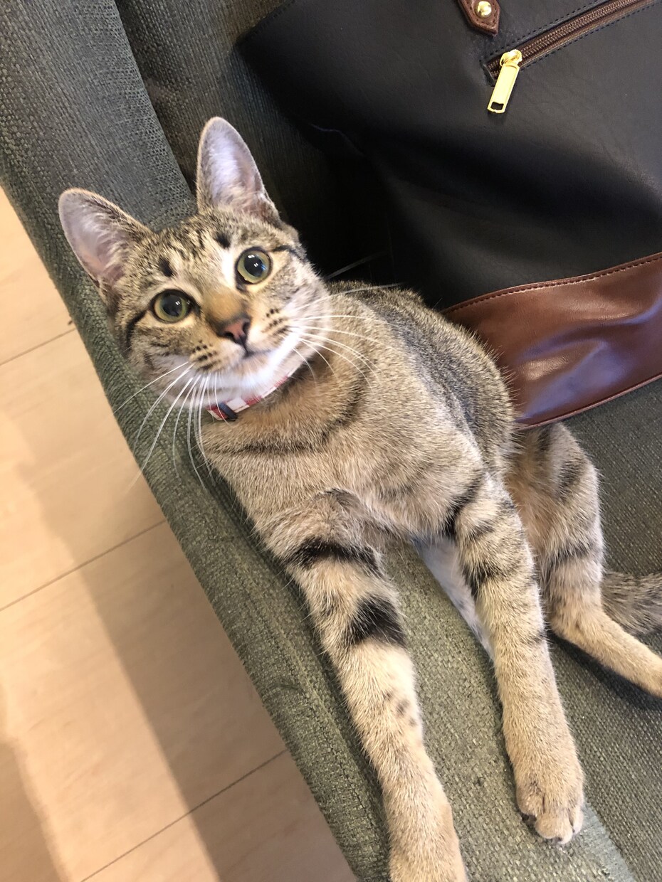 可愛い猫ちゃんの写真提供します 著作権不要の猫ちゃんの写真が欲しい方必見です。 イメージ6