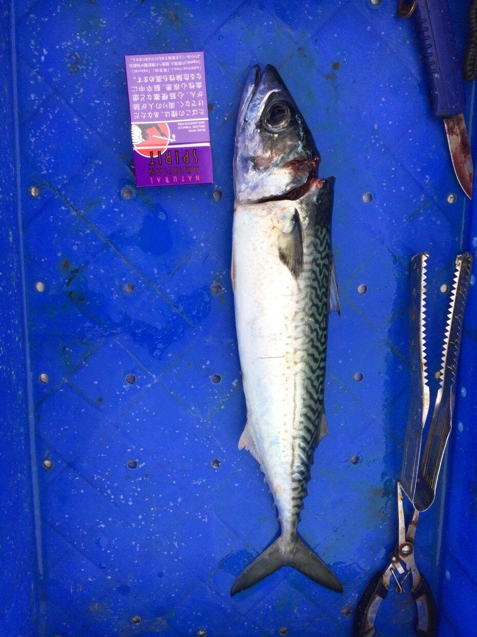 北海道の釣り楽しい話しします マグロからヤマメ迄の、釣り教えます。 イメージ10