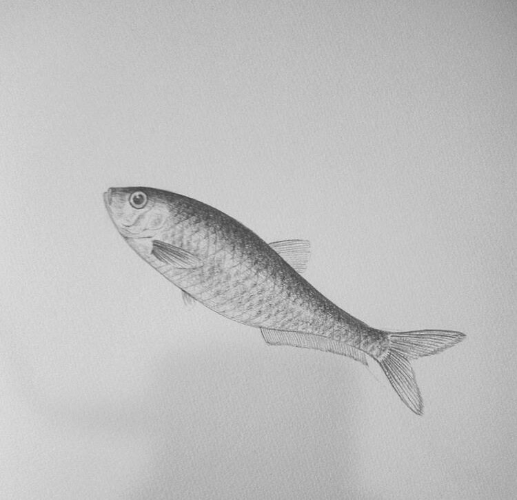 貴方の大切な家族の一員を描きます 愛犬、愛猫、愛魚、愛兎どんな動物でもお任せ下さい！ イメージ6