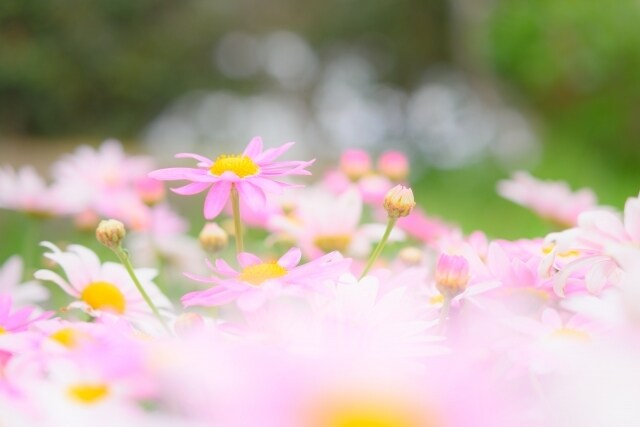 有資格☆カウンセリング 心の悩みを癒します その、苦しみや、悲しみから、導き出せる事があります。+ﾟ. イメージ2