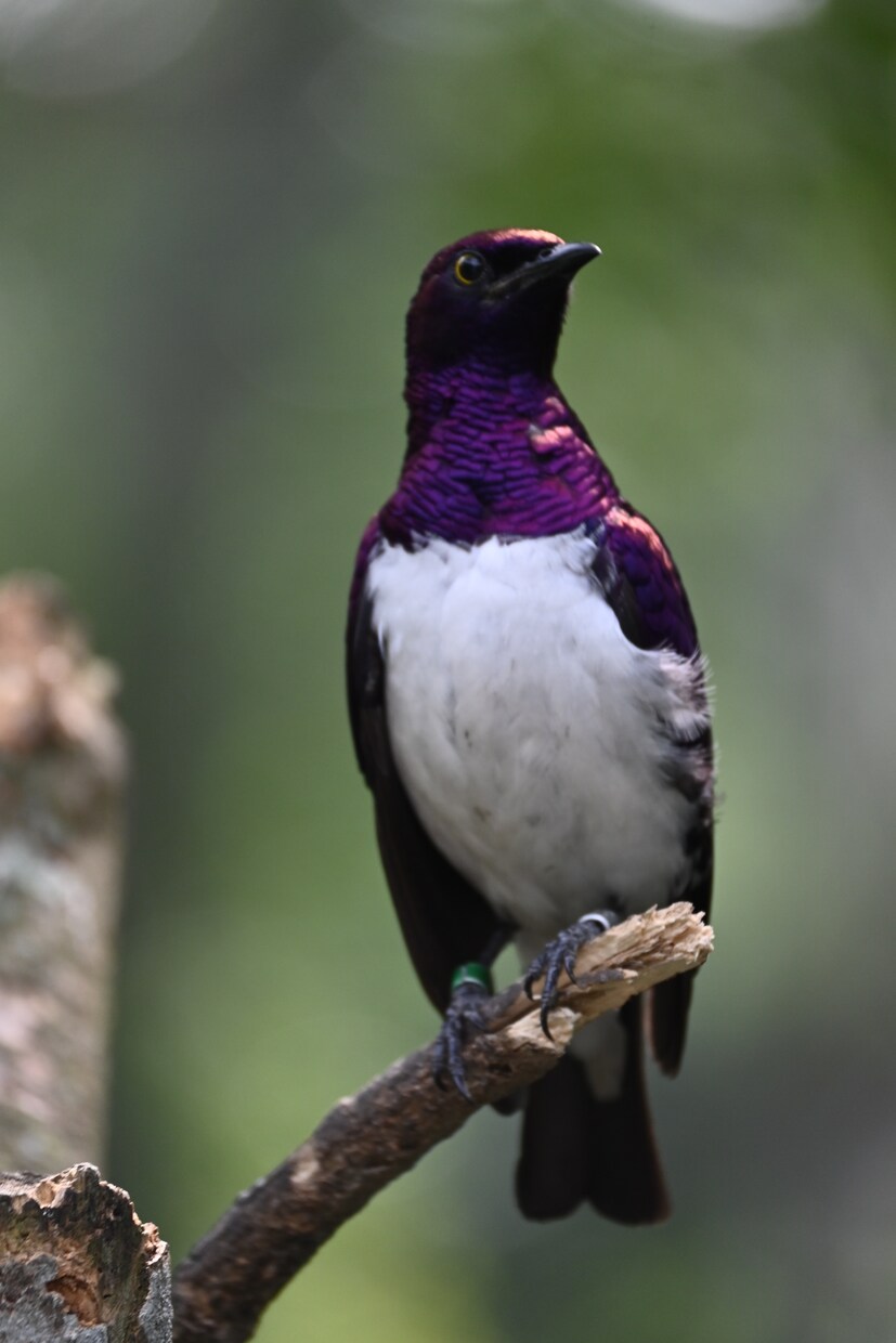 写真を撮ったり、写真の加工をします シンガポールの写真‼️動物植物リクエストどうぞ！ イメージ4