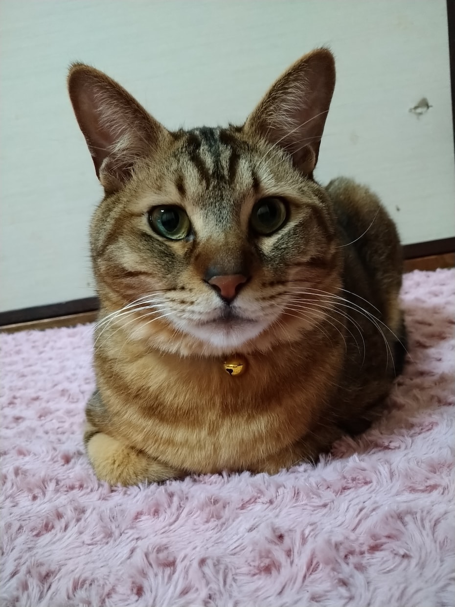 かわいいペットちゃんの気持ち伝えます ペットちゃんと飼い主様を繋げる架け橋になります イメージ1