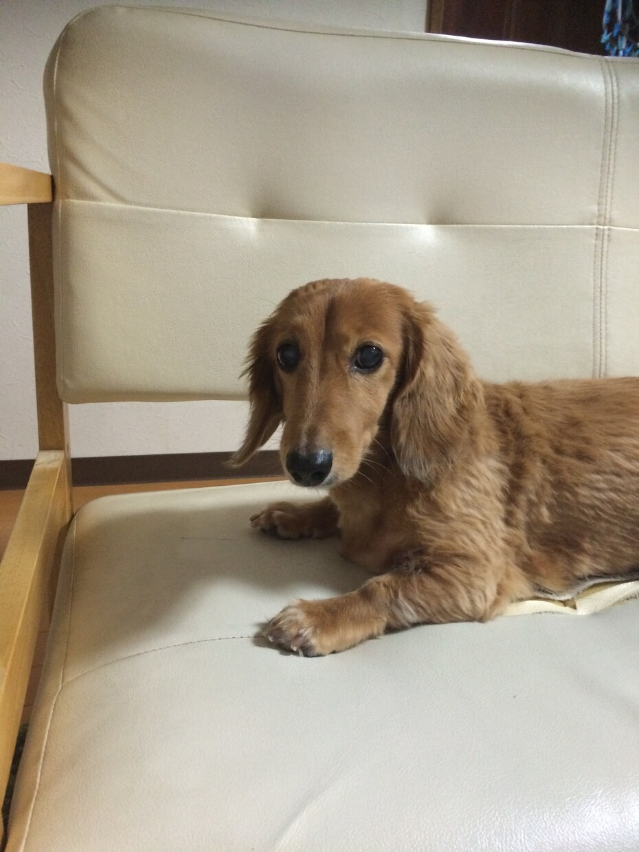 ペット(犬猫)の相談に乗ります 獣医師に直接相談しにくい・少し気になったから気軽に相談したい イメージ3