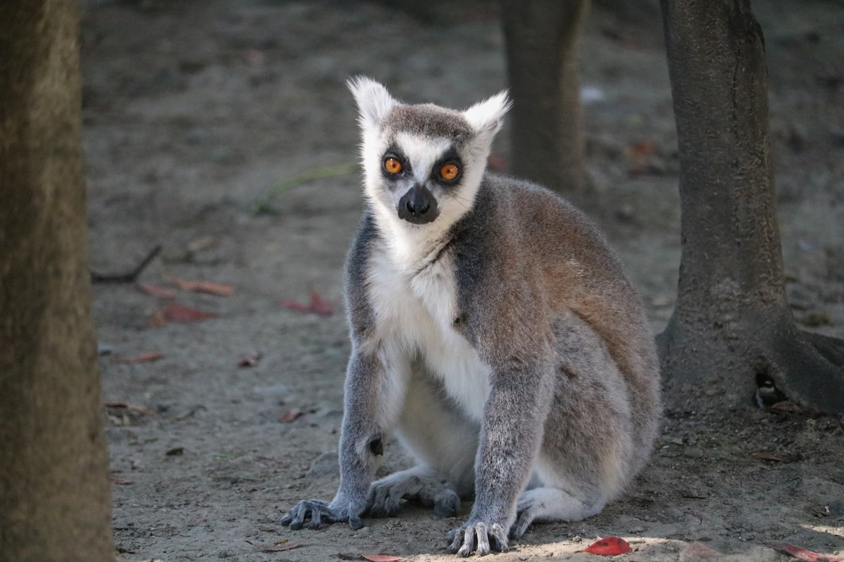 動物園・水族館の撮影代行を致します 可愛い生き物の写真をお届けします イメージ2