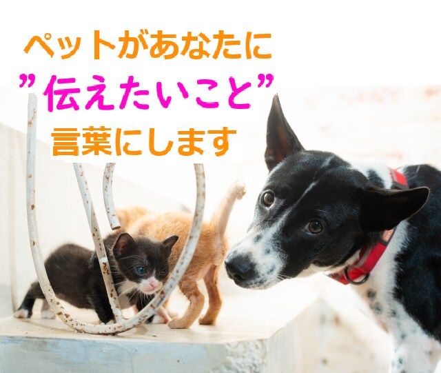 あなたの愛するペットさんの気持ちをお伝えします 最愛のペットさんの気持ちと絆を深めるアドバイスをお届けします イメージ1