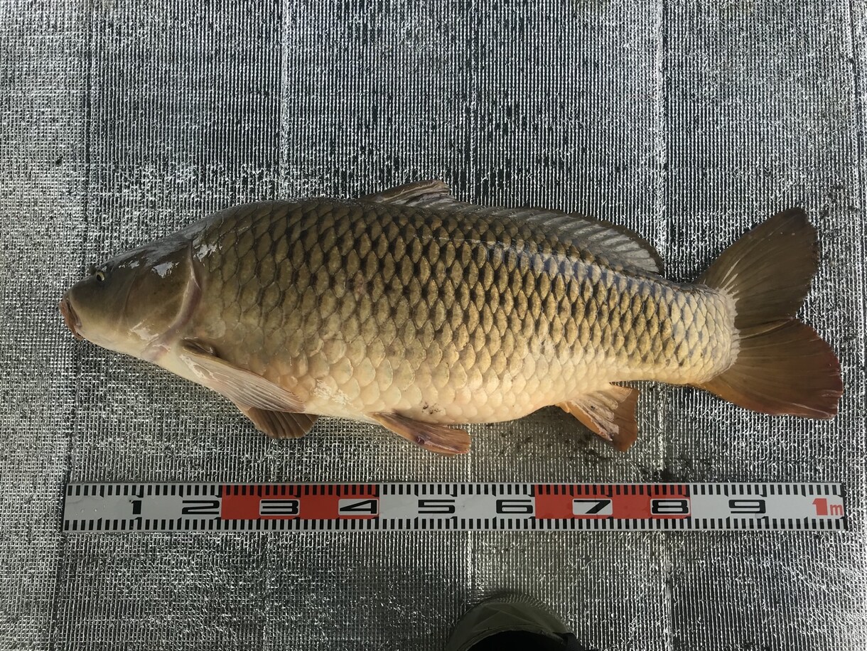 鯉釣りのお悩みを全て解決いたします なかなか釣れない もっと大きいのが釣りたい方へ イメージ2