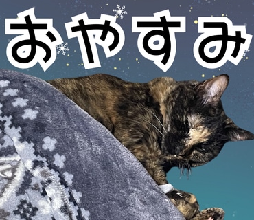 あなたのペットの写真でLINEスタンプ作ります 送っていただいた日常の写真をもとに12個制作！ イメージ3
