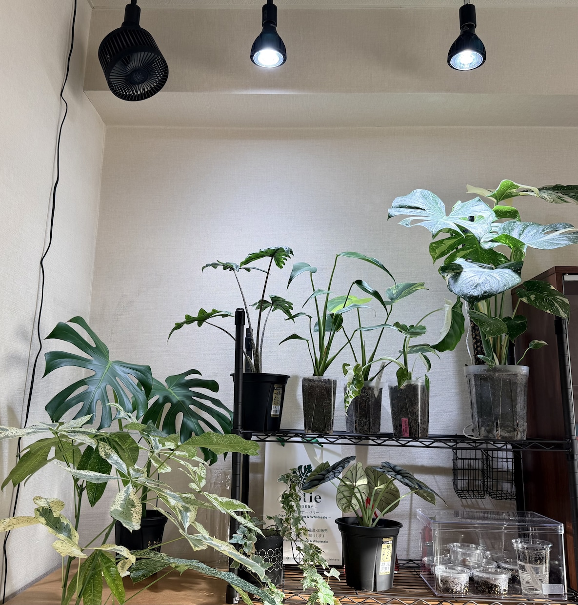 観葉植物が元気ない原因を写真から一緒に整理します 現在の管理状況を整理し、原因と改善案をお伝えします。 イメージ1
