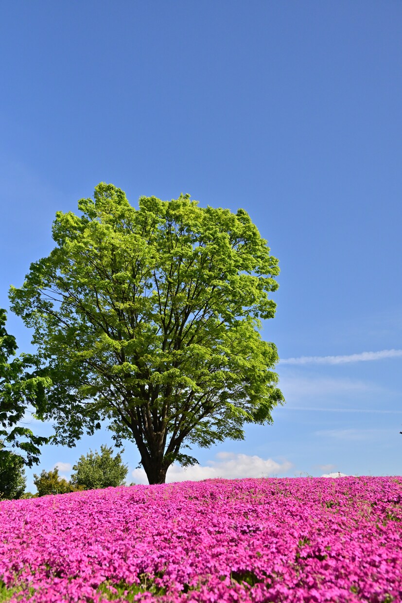 2024となみチューリップフェアの様子を提供します 色鮮やかな花々が咲き誇る2024となみチューリップフェア イメージ8