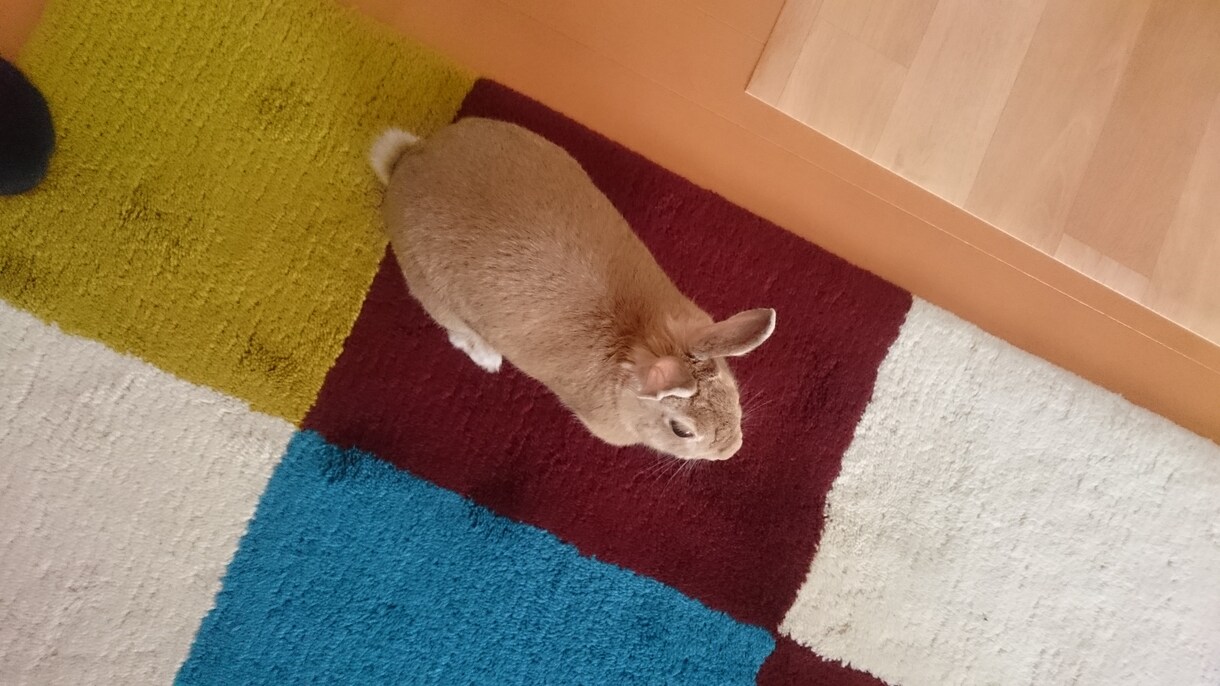 うさぎの体験談を聞きます 〜あなたの飼っているうさぎちゃんのエピソードを教えて下さい〜 イメージ2