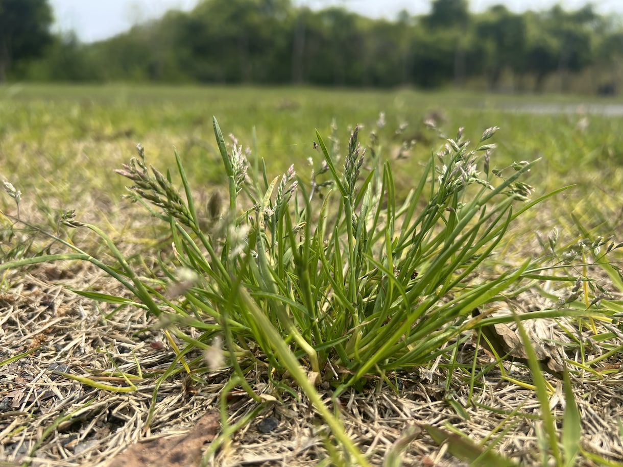 お庭の芝生の雑草を消すアドバイスをします 自宅や敷地の芝生を華麗に保つアドバイスをします。 イメージ2