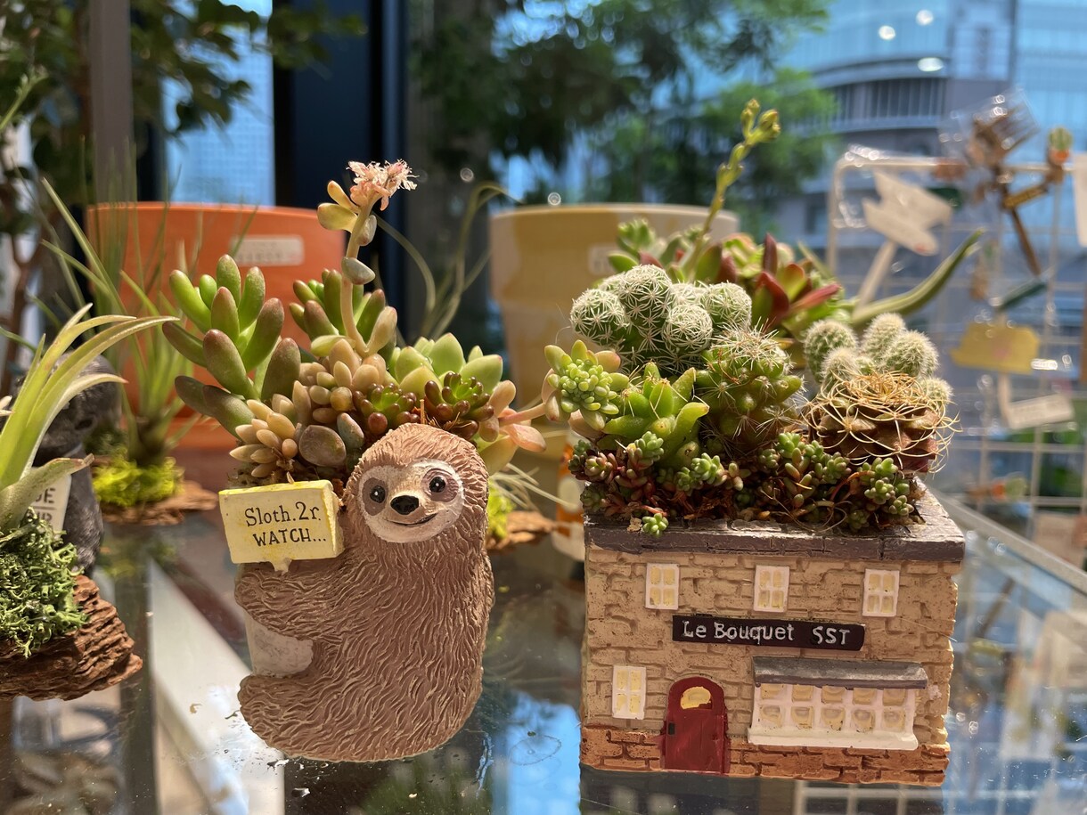 多肉植物の寄せ植えお作りします 多肉植物の専門家があなたにピッタリの寄せ植えをお作りします イメージ3