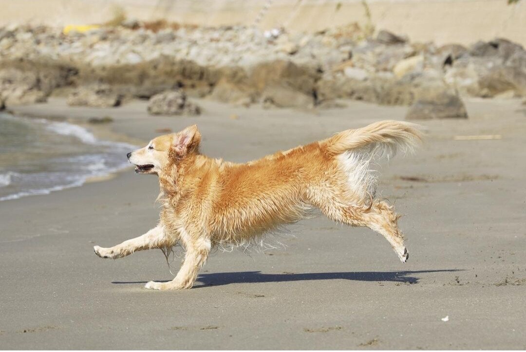 亡くなった大切な方(ペット)のお気持ちお伝えします 大切なあの人、愛犬、愛猫は最期に私に何が伝えたかったのだろう イメージ3