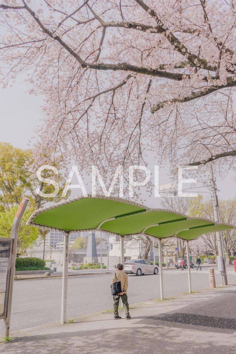 春の撮影　桜の写真素材10枚を提供します 色々な用途で使用できる素材写真をご提供します。 イメージ3