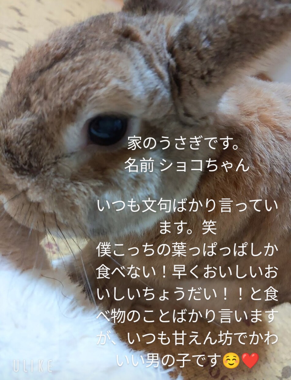 動物さんのお話を翻訳してお伝えします その質問、翻訳します！！理解することで深まる絆 イメージ1