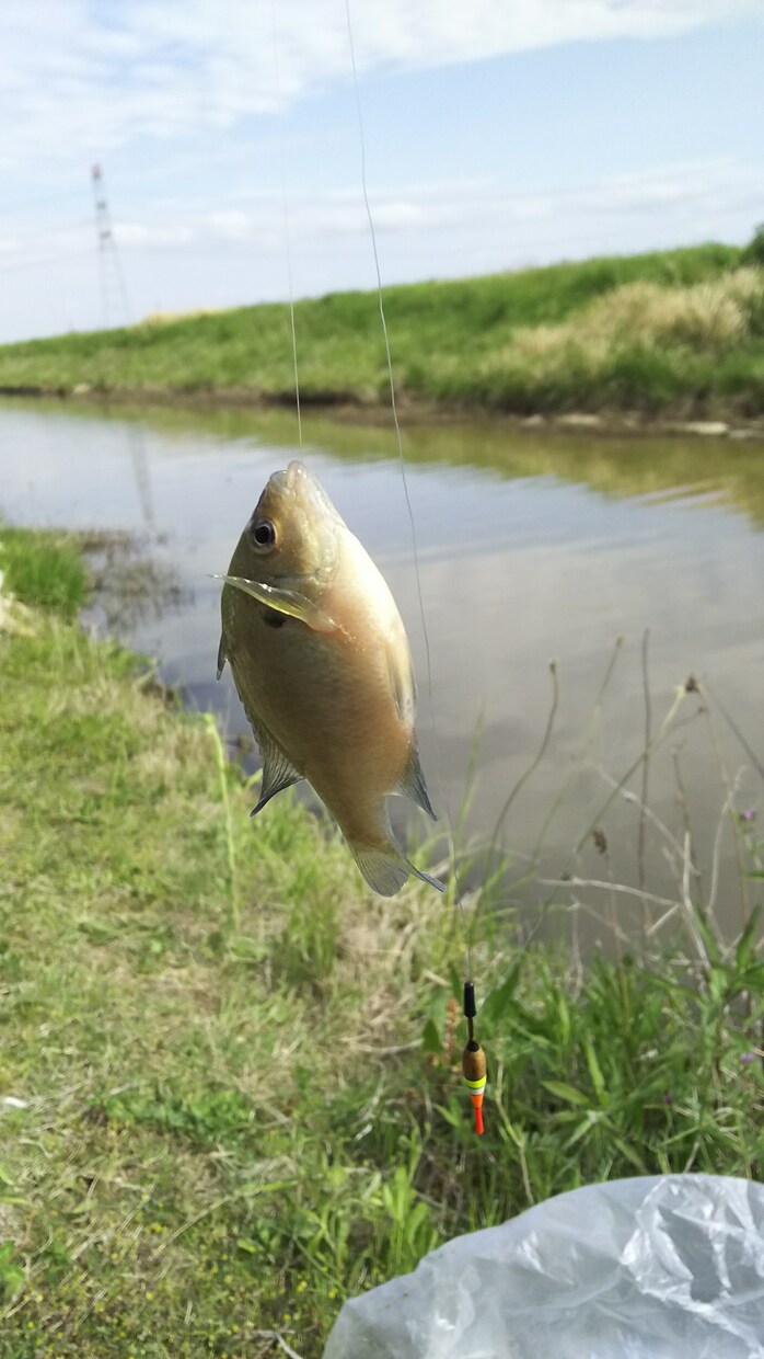 魚釣りのやり方や場所(千葉_東葛地方周辺)教えます 家族で魚釣りしてリラックスしませんか(近所の川や池) イメージ1