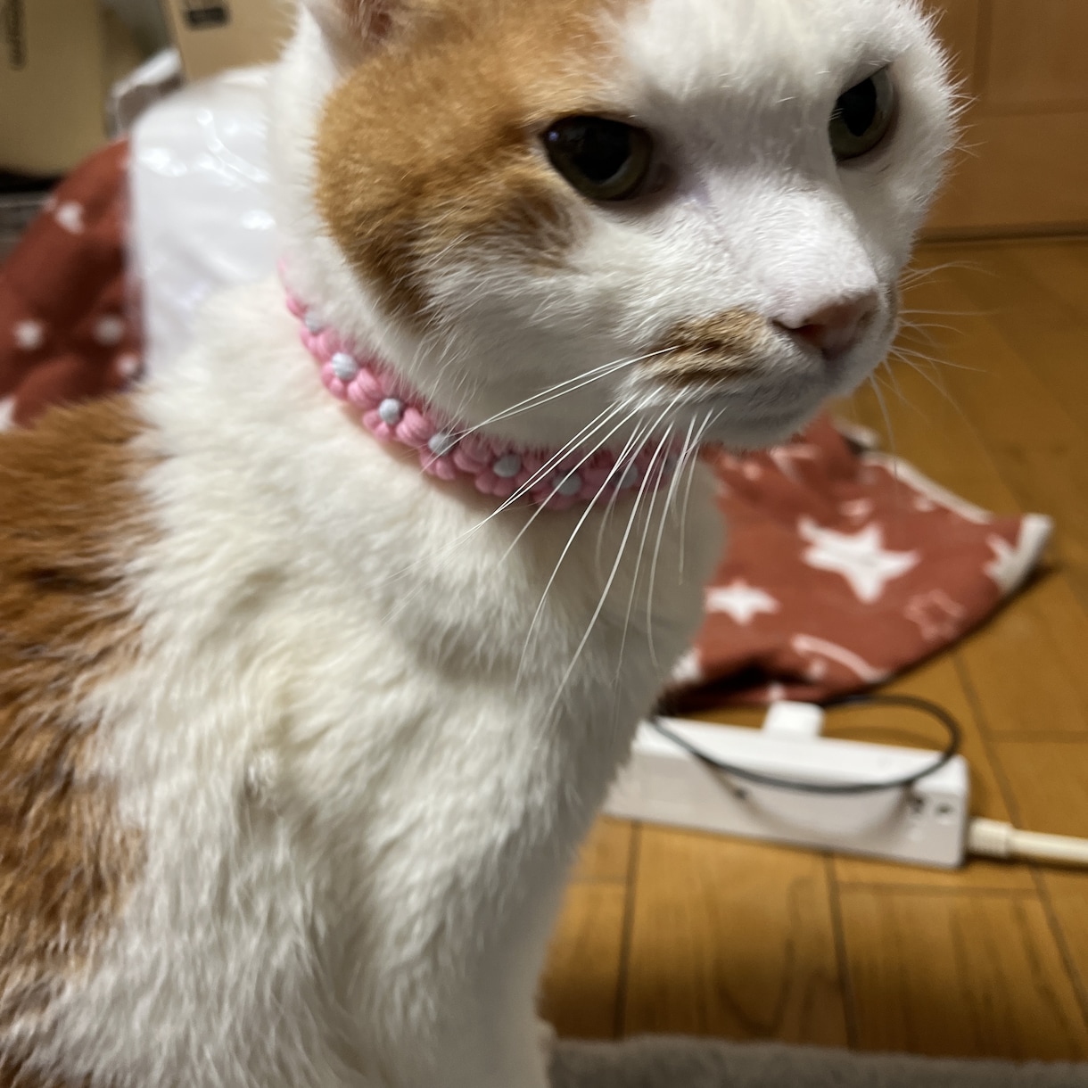 わんちゃん猫ちゃんの首輪リード作ります お客様の好みに合わせた色で首輪や、リード作ります。 イメージ3