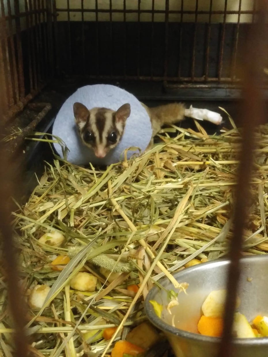 獣医師★珍しいペットの健康・お悩み相談お受けします 犬猫以外の珍しい動物の専門医に気軽にお悩み相談出来る窓口です イメージ2