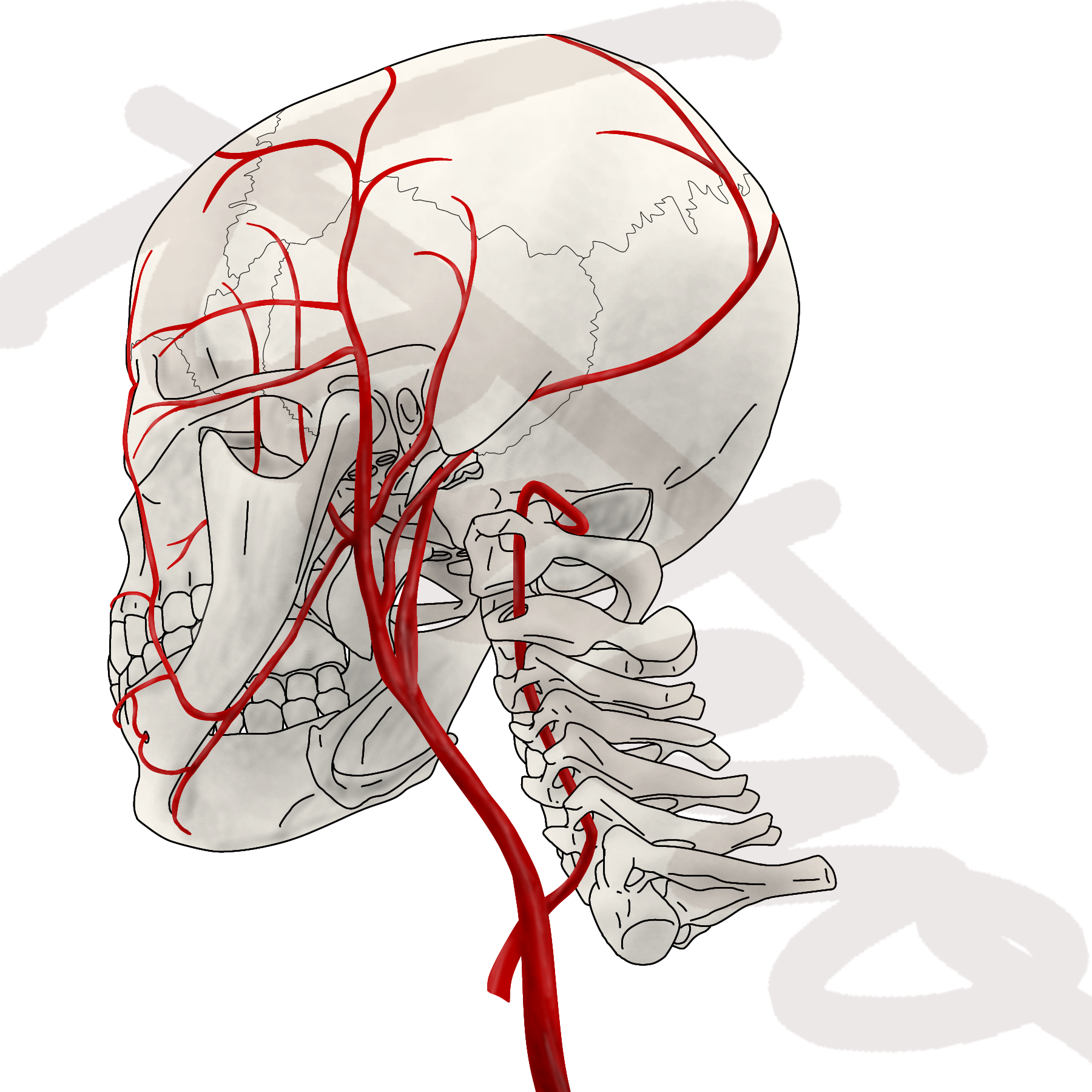 医大生が筋肉や骨、臓器のイラストを描きます 実際に解剖を経験したからこそわかる知識をフルに使います！ イメージ1