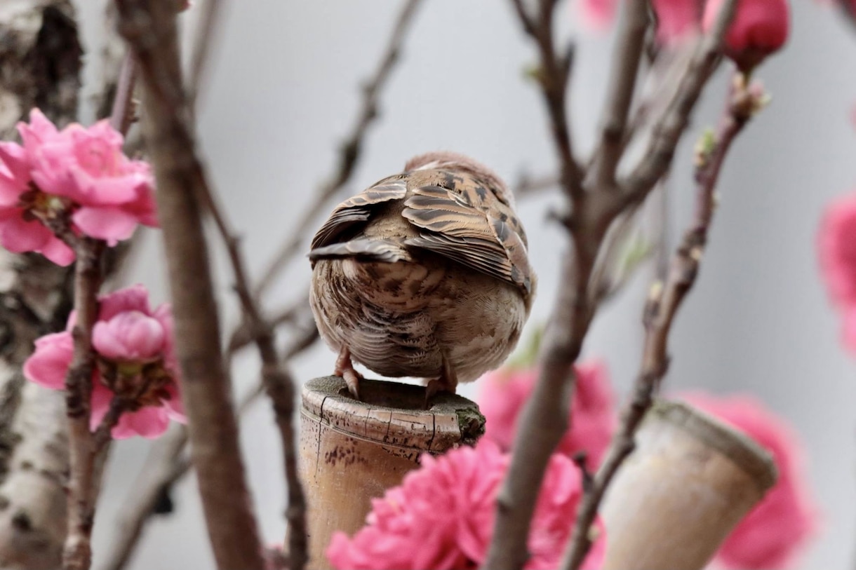 小鳥の写真提供します 自分が趣味で撮った小鳥の写真を、お安く提供します。 イメージ2