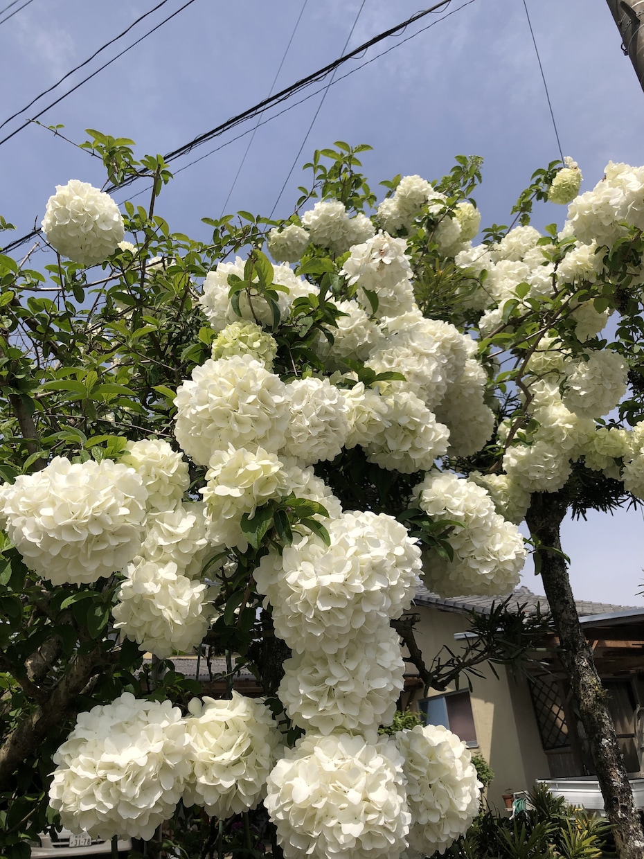 一緒に(お花の)プレゼント内容考えます お花をプレゼントしたいけど、どうしたらいいのか分からない方へ イメージ4