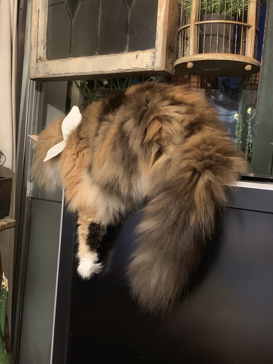 可愛い猫ちゃんの写真提供します 著作権不要の猫ちゃんの写真が欲しい方必見です。 イメージ3