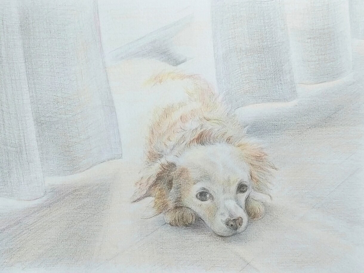 色鉛筆でふんわりモフモフ優しいペット似顔絵描きます 美大卒が手描きで世界にひとつの、ハイクオリティな絵を制作！ イメージ5