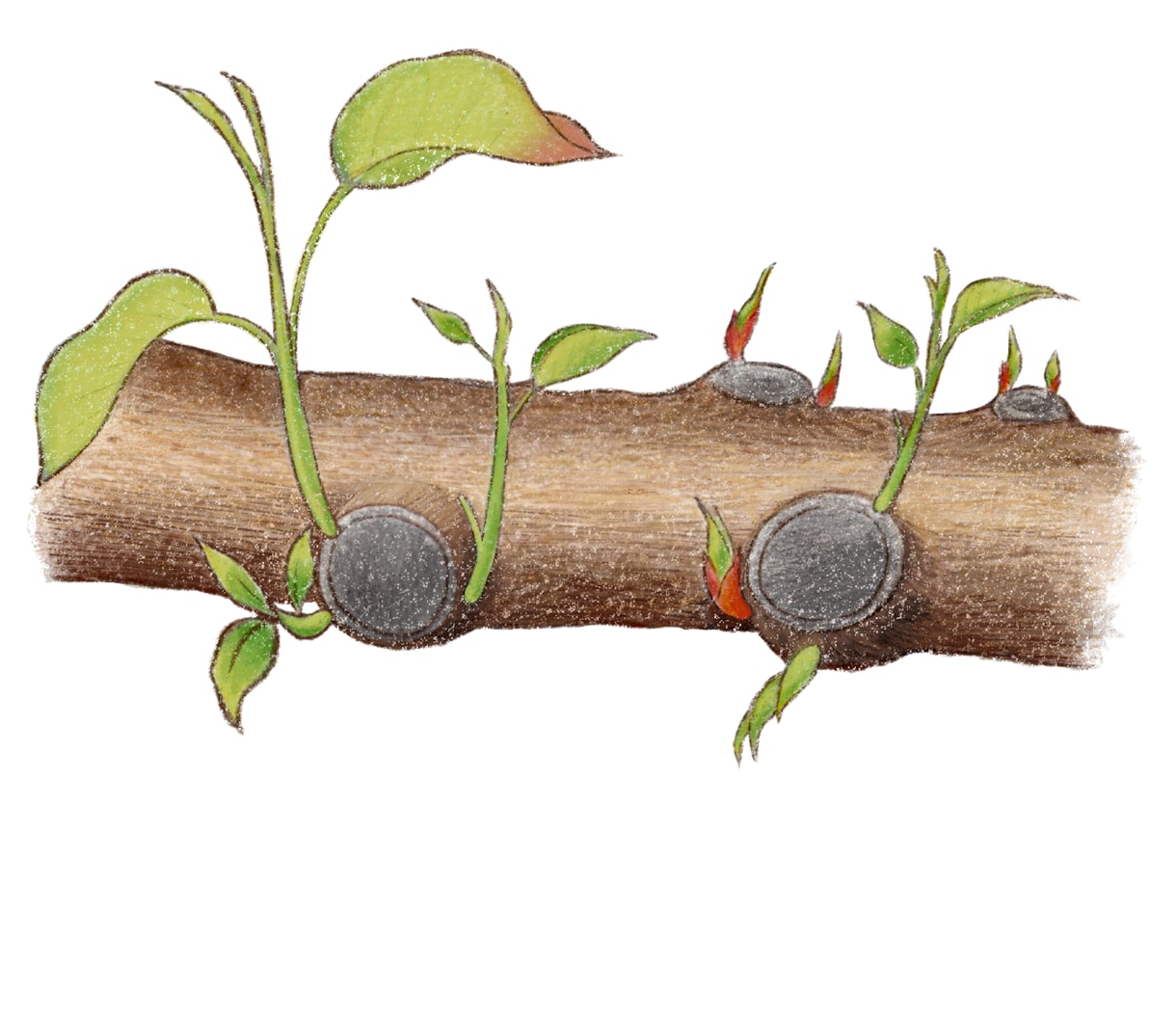 植物のイラストお描きします 〜植物大好きな私が描く植物イラスト〜 イメージ8