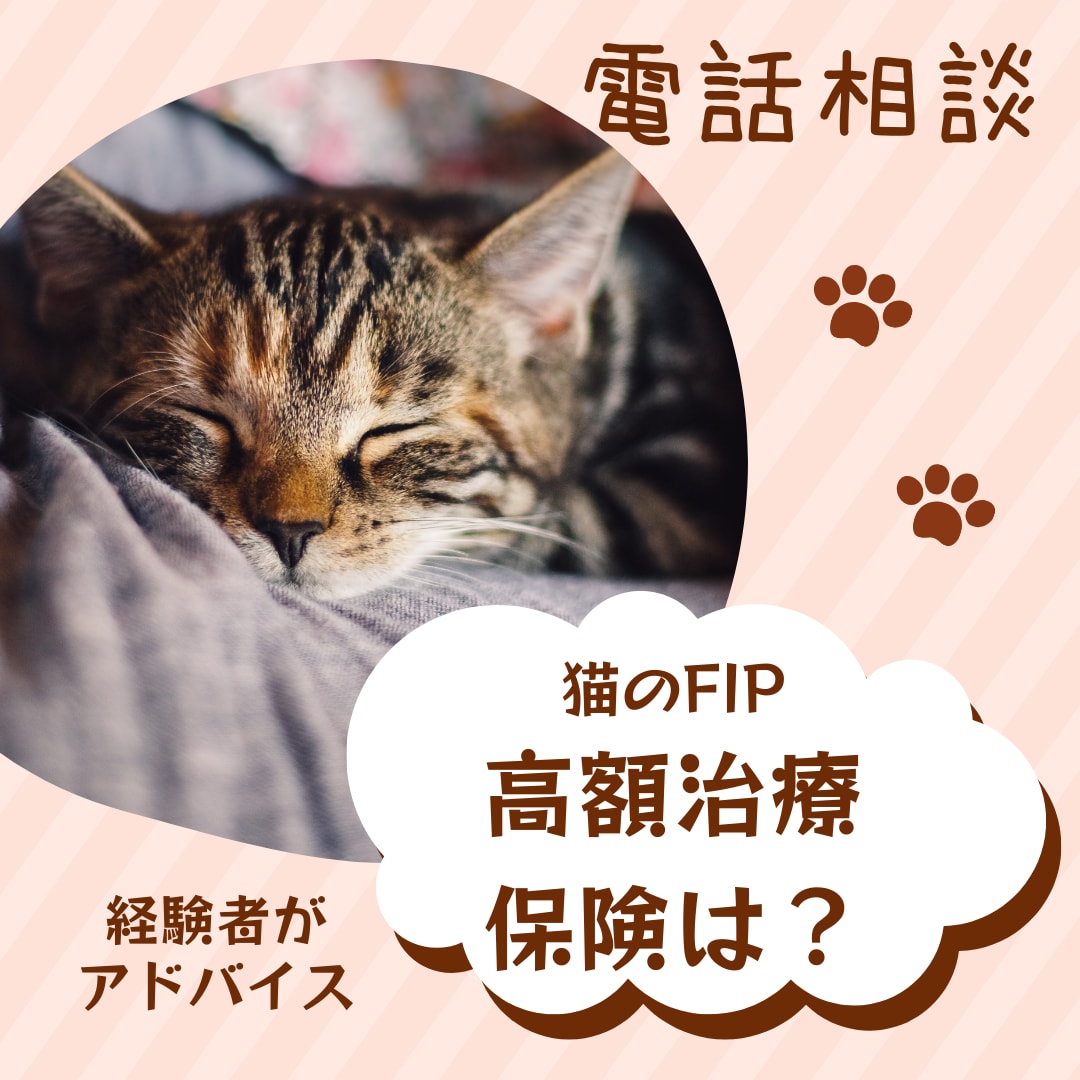 FIP闘病経験あり猫飼育アドバイザーが相談乗ります 保護猫のFIP治療費120万超。闘病のリアルと保険の悩み相談 イメージ1