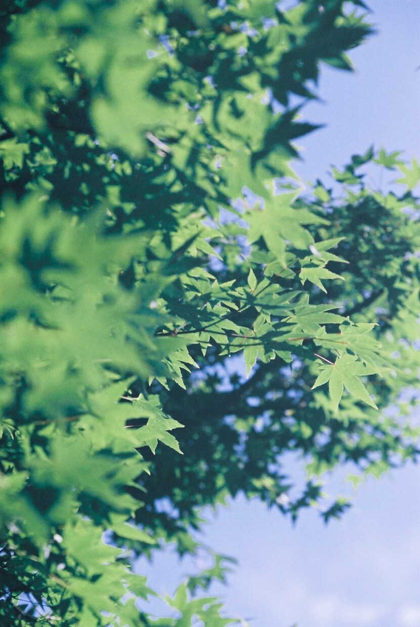 写真を売り、編集します 風景、動物、植物等の写真販売、代行。レタッチも承ります。 イメージ3