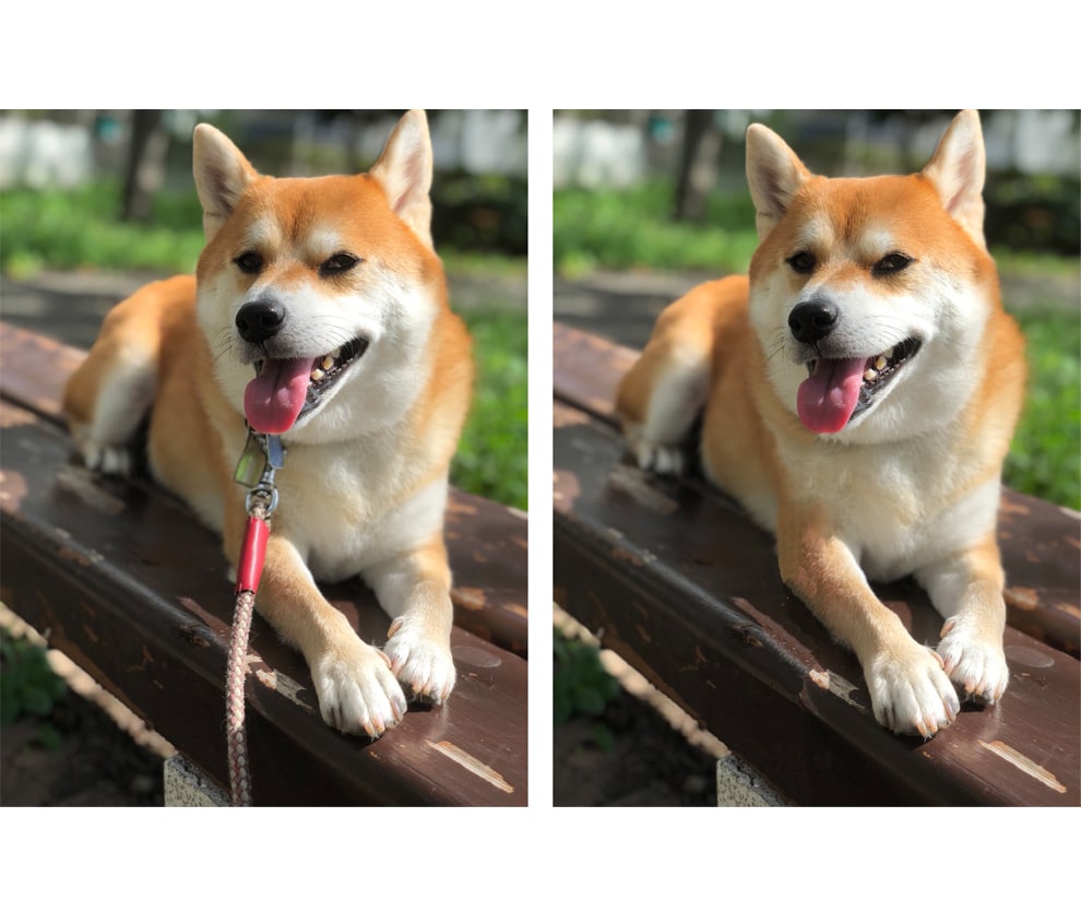 写真の映り込み・不要物を削除します ラインスタンプにも是非！愛犬のリードなど削除できます イメージ2