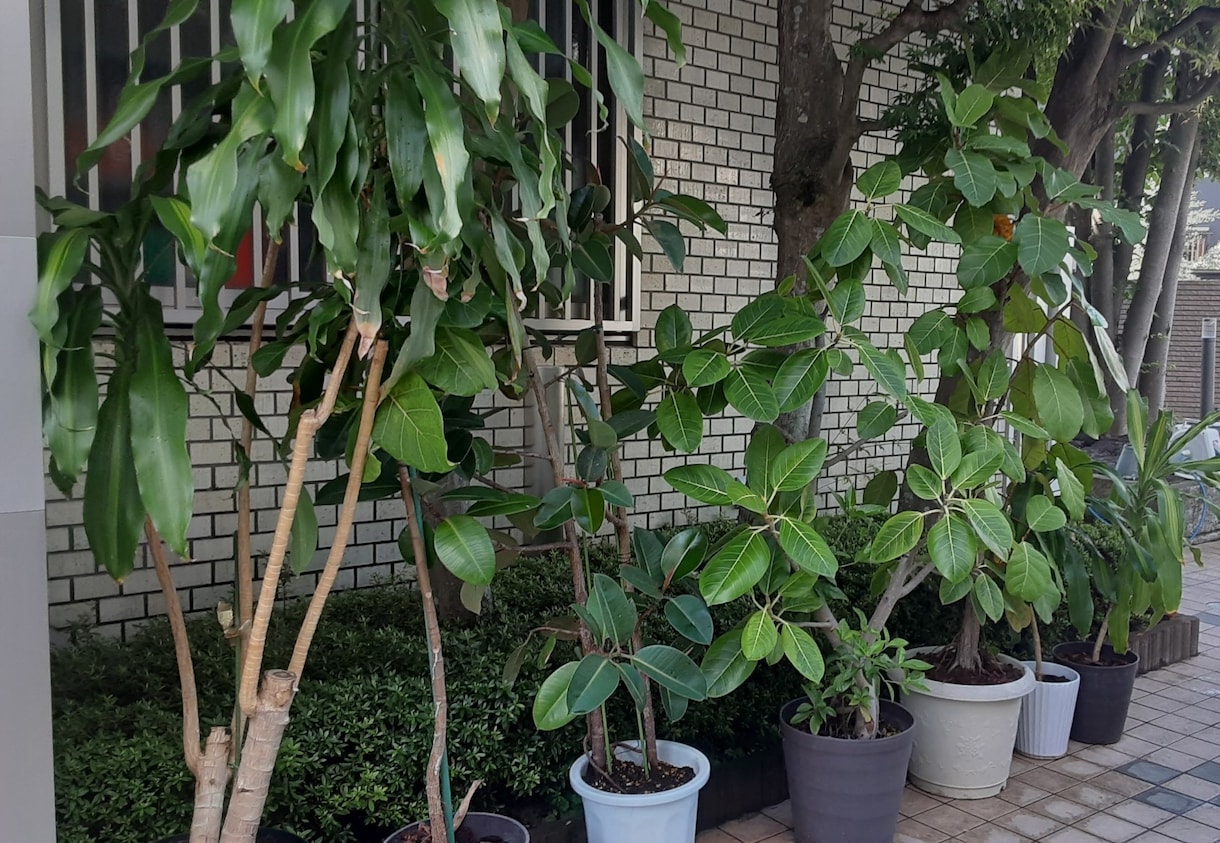 観葉植物のお困り相談＆解決策アドバイスいたします 園芸店15年勤務あなたに合った育て方をお伝え! イメージ4