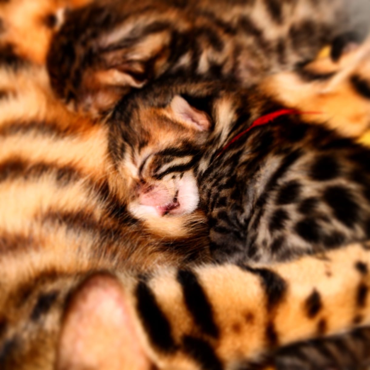 猫のスペシャリストが猫ちゃんの出産サポートします 妊娠中の猫ちゃんから出産時、育児中の猫ちゃんまで イメージ2