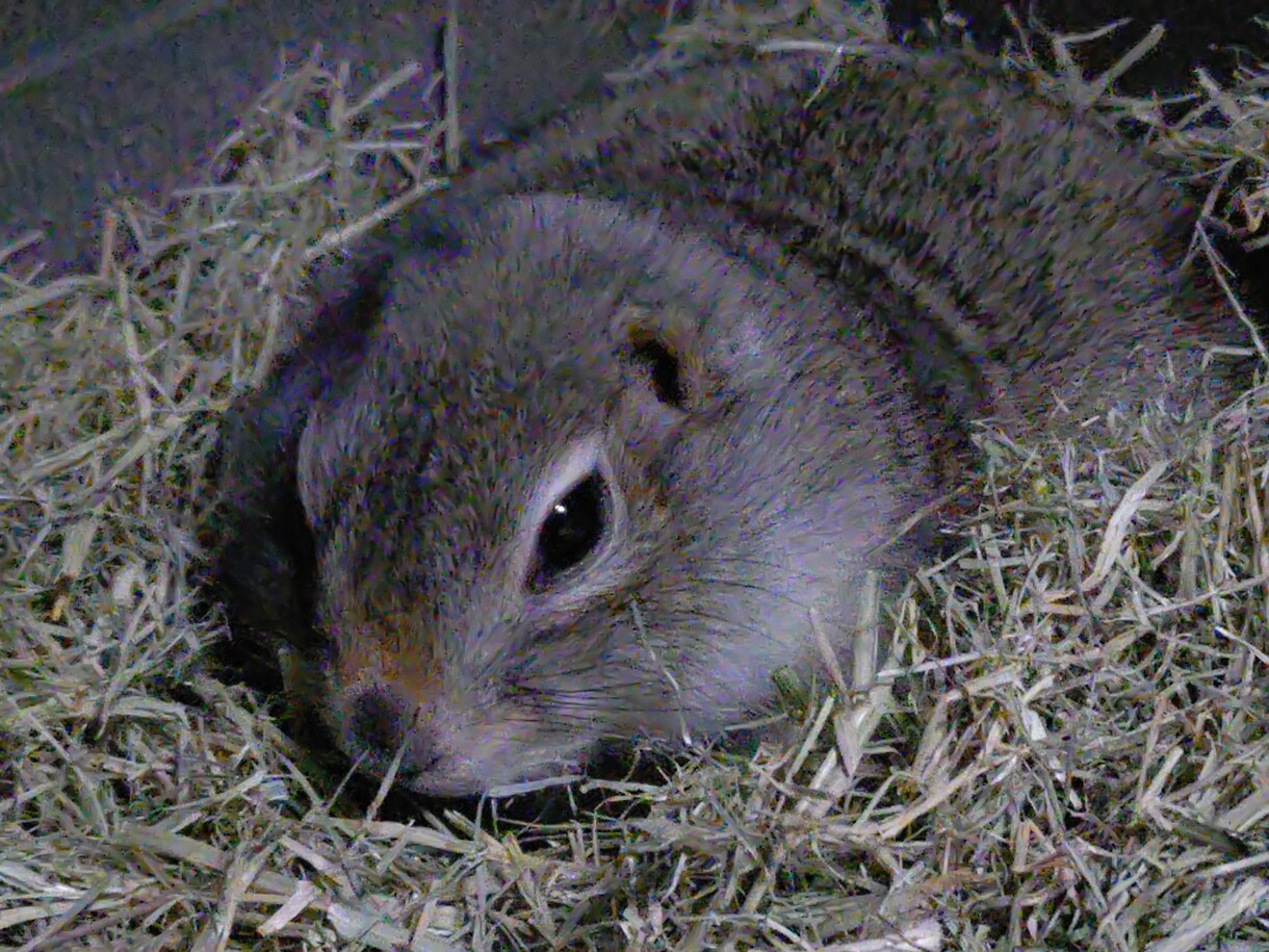 小動物（チンチラ・シマリス等）の飼育相談を受けます 「調べても不安が消えない」小動物飼育の悩みを一緒に整理します イメージ1