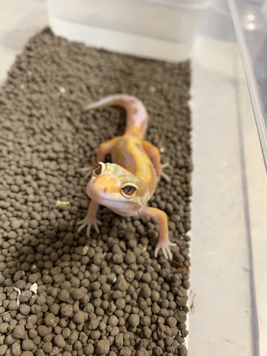 爬虫類の飼育に関してのご相談をお受け致します 動物の飼育に関する相談、アドバイス等受け付けます イメージ2