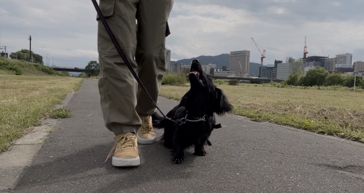 愛犬のしつけ、問題行動、お悩み相談を承ります 「飼い主様」が愛犬を変える方法を教えます！ イメージ2