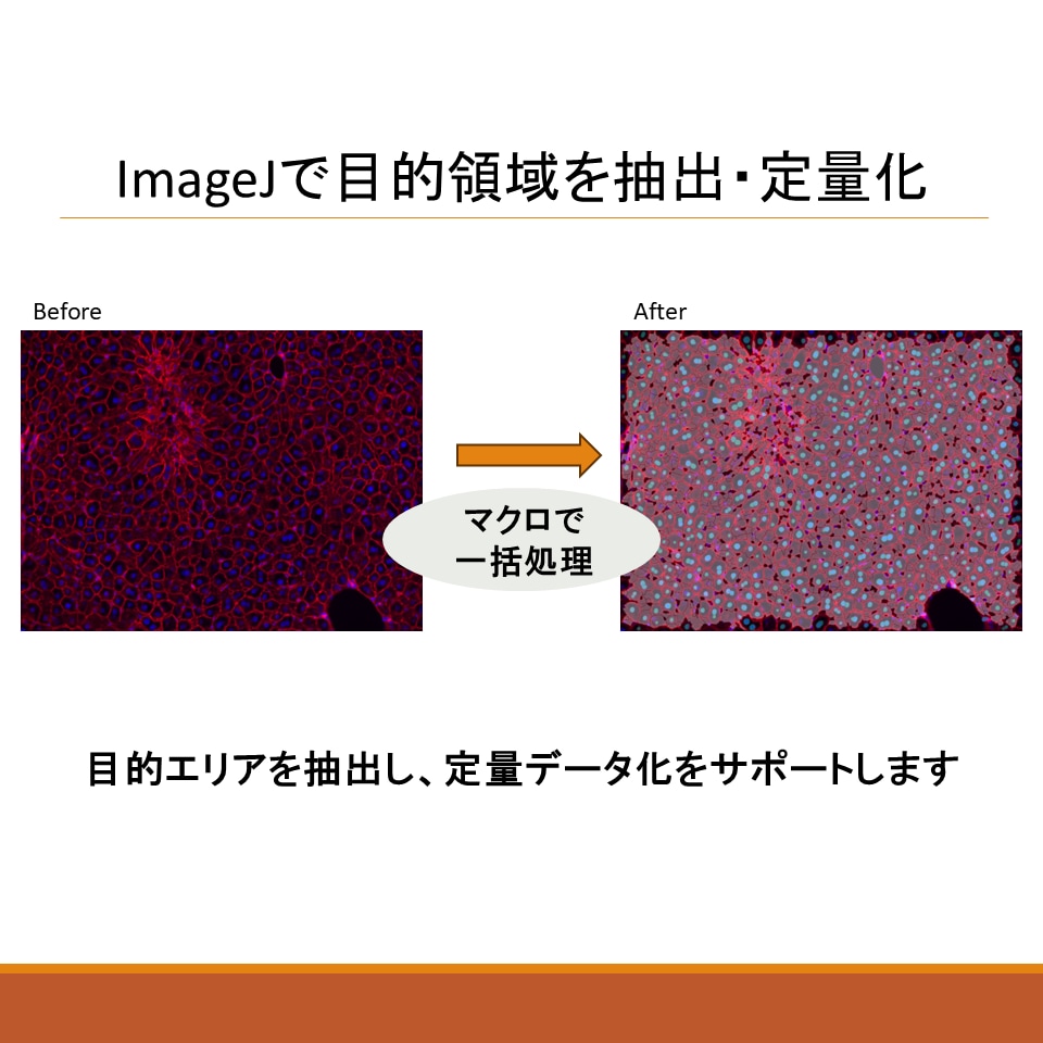 ImageJで画像解析コード作成します 細胞数・サイズ・輝度を定量化します イメージ2